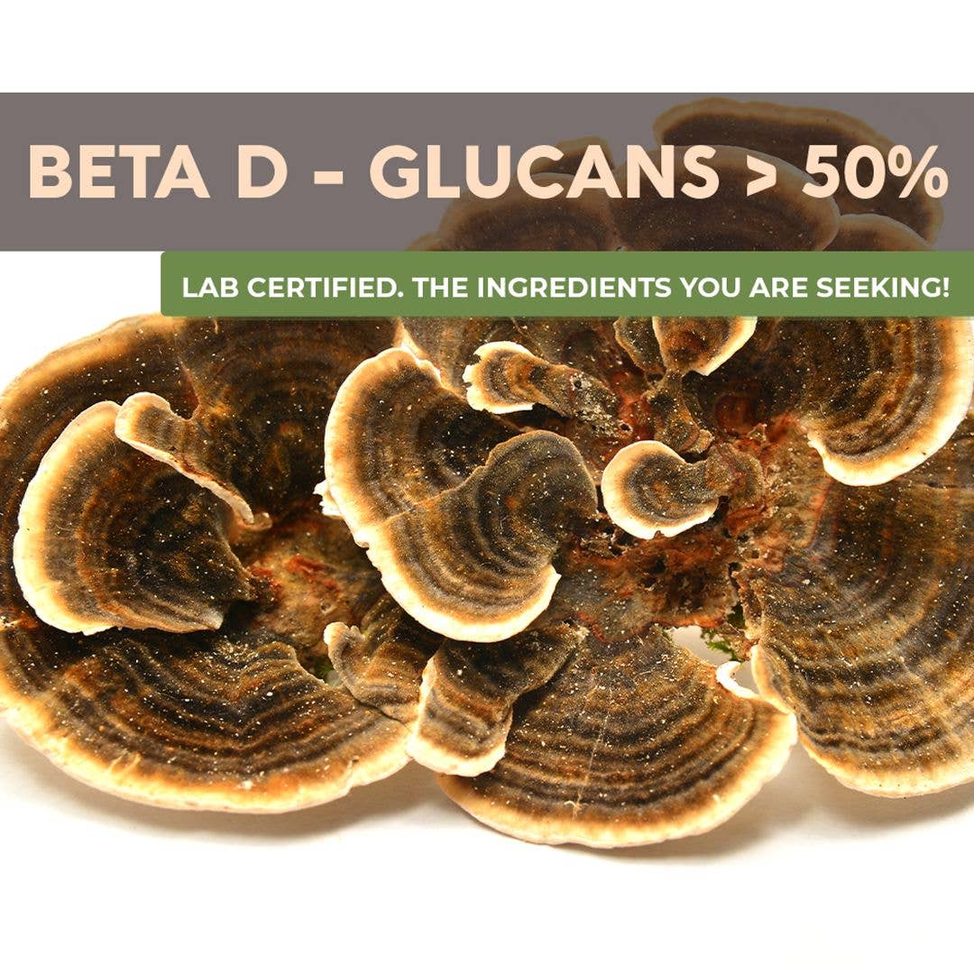 Longevity Botanicals - Organic Turkey Tail Mushroom Extract Powder 100g - Image 5